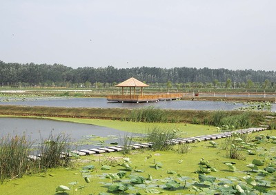 地表河道净水湿地